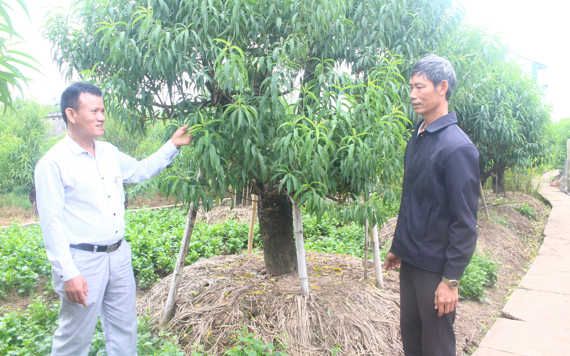 Thái Bình: &quot;Vác tù và&quot; cho chi hội, ông nông dân &quot;vác&quot; luôn cây làm giàu về, cả khu phố thu 30 tỷ/năm