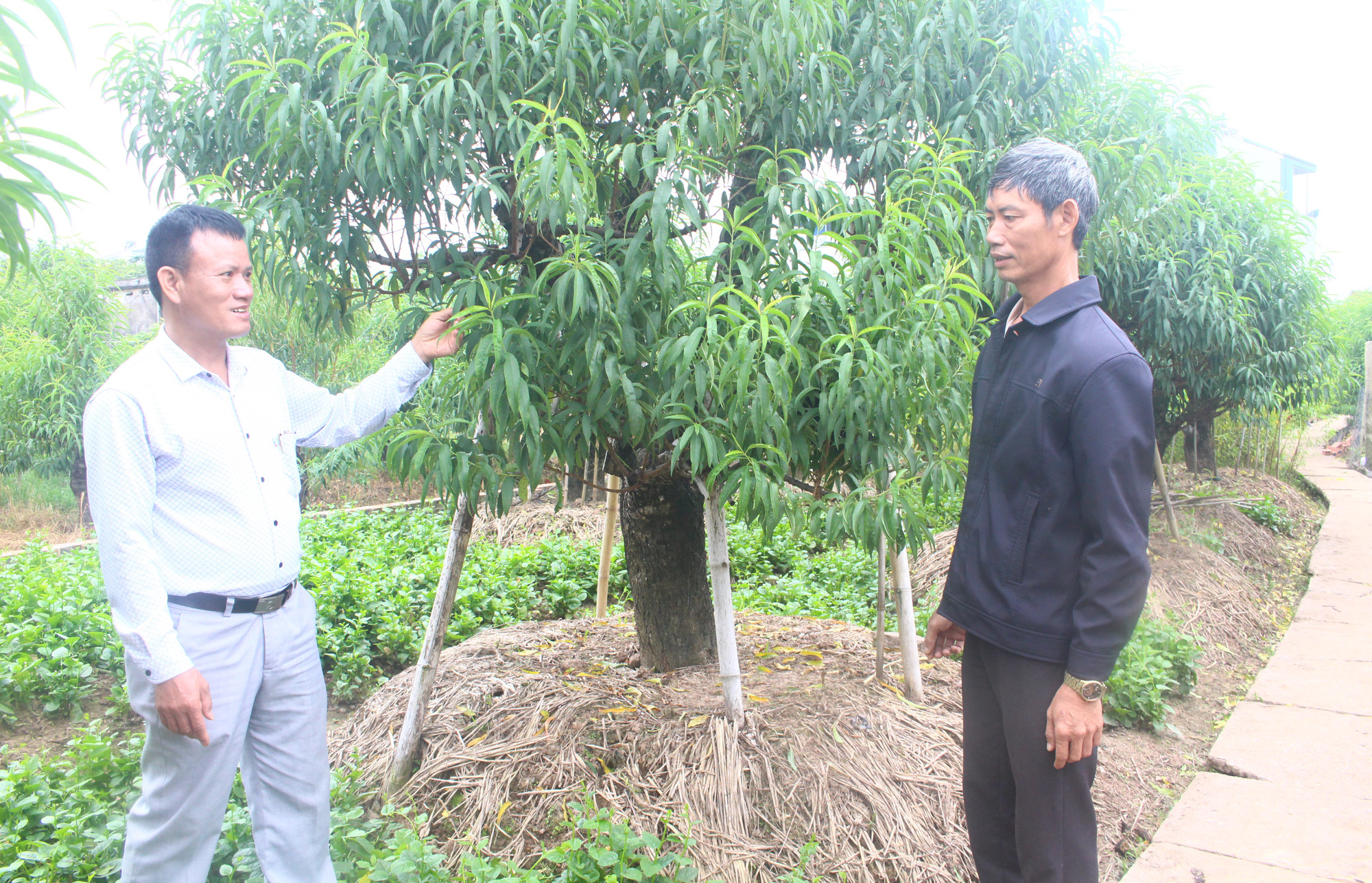 Một ông nông dân Thái Bình vác tù và cho chi hội, vác luôn cây làm giàu về khu phố, thu 30 tỷ/năm