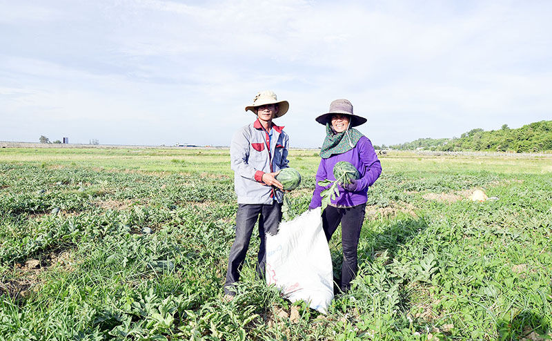 Quảng Trị: Trồng thứ cây ra trái chứa đầy nước, nông dân biến &quot;đất khát&quot; thành &quot;đất vàng&quot; - Ảnh 1.