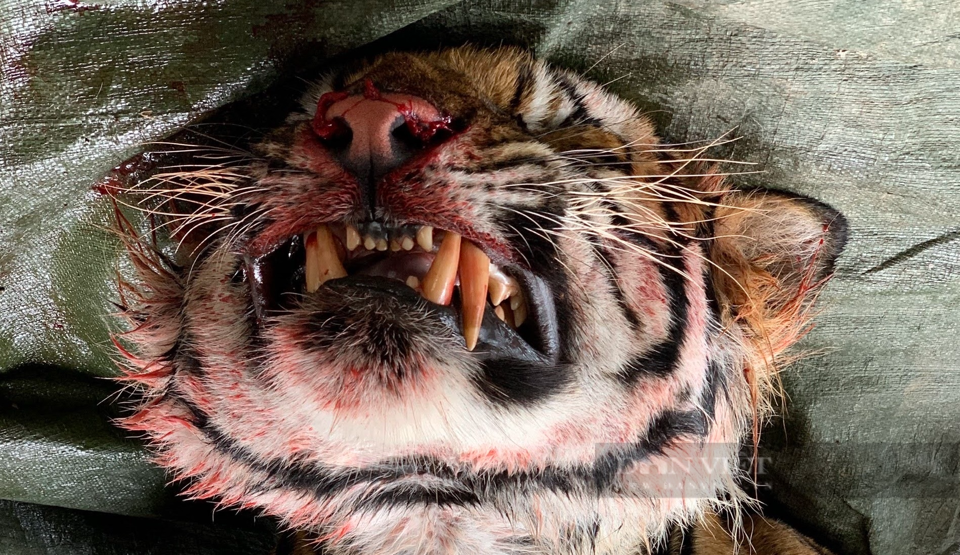 Vụ giải cứu hổ ở Nghệ An: Cần gắn chíp, nhận dạng 300 cá thể hổ bị nuôi nhốt! - Ảnh 3.
