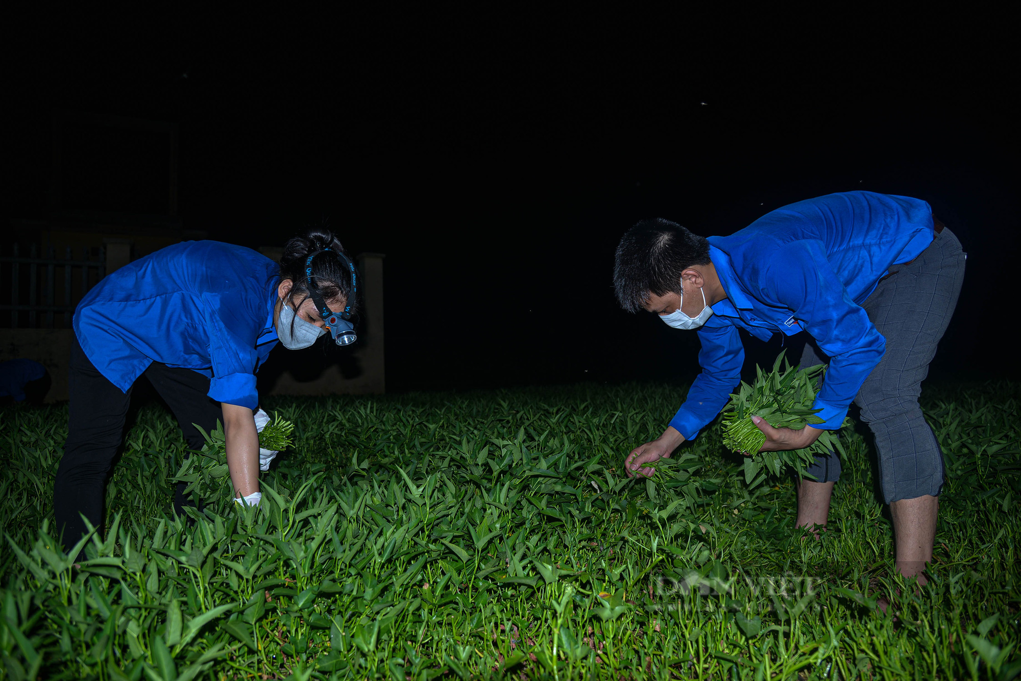 Hà Nội: Đội hình áo xanh chong đèn xuyên đêm giúp bà con thu hoạch rau  - Ảnh 2.