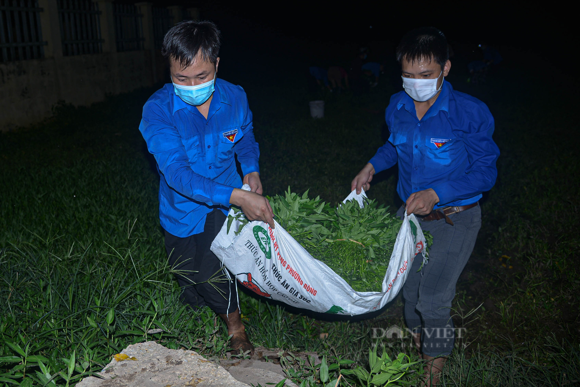 Hà Nội: Đội hình áo xanh chong đèn xuyên đêm giúp bà con thu hoạch rau  - Ảnh 5.