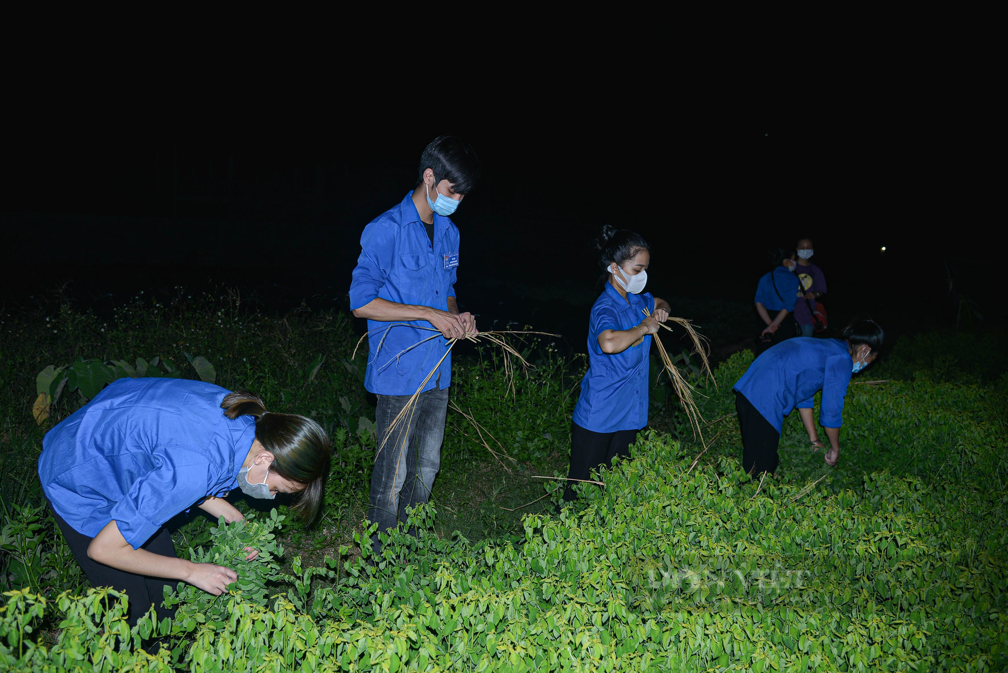 Hà Nội: Đội hình áo xanh chong đèn xuyên đêm giúp bà con thu hoạch rau  - Ảnh 8.