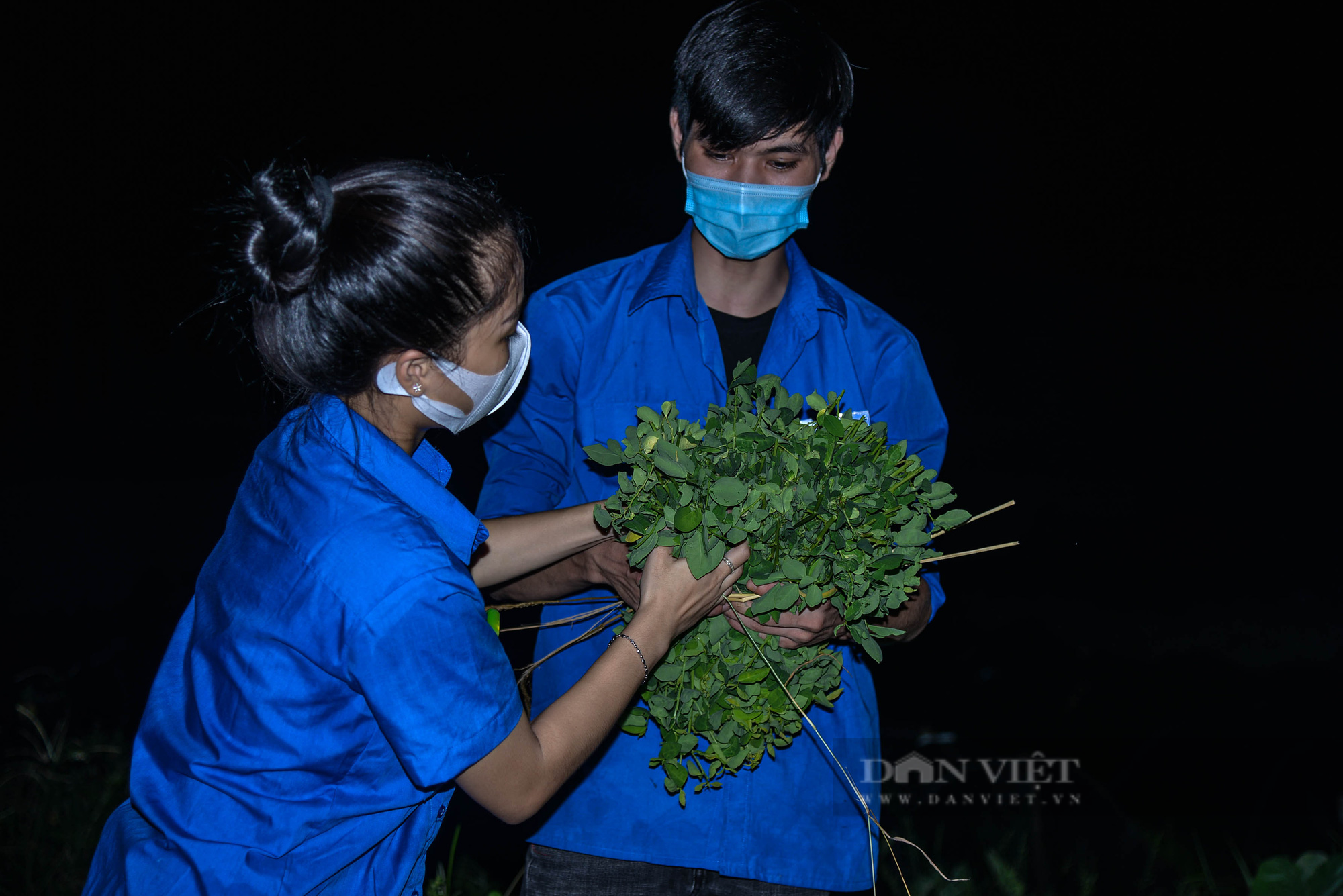 Hà Nội: Đội hình áo xanh chong đèn xuyên đêm giúp bà con thu hoạch rau  - Ảnh 11.
