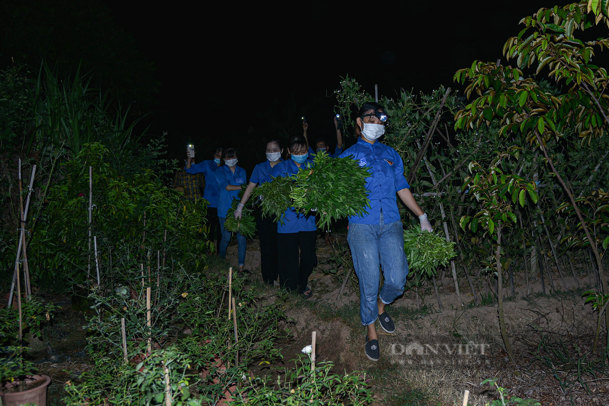 Hà Nội: Đội hình áo xanh chong đèn xuyên đêm giúp bà con thu hoạch rau  - Ảnh 12.