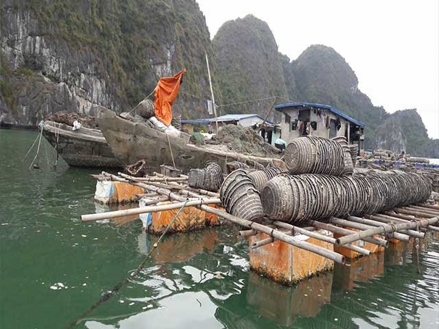 Hải Phòng: Xây dựng lộ trình giải tỏa lồng bè nuôi trồng thủy sản trên các vịnh thuộc quần đảo Cát Bà - Ảnh 2.