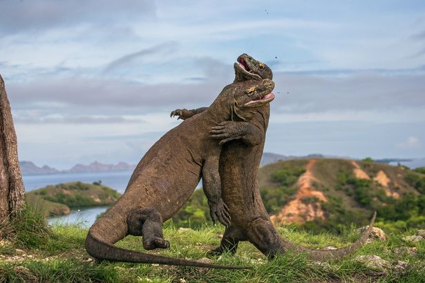 Dự án 'Công viên kỷ Jura' đang được xây dựng ở Indonesia bất chấp cảnh báo của UNESCO - Ảnh 2.