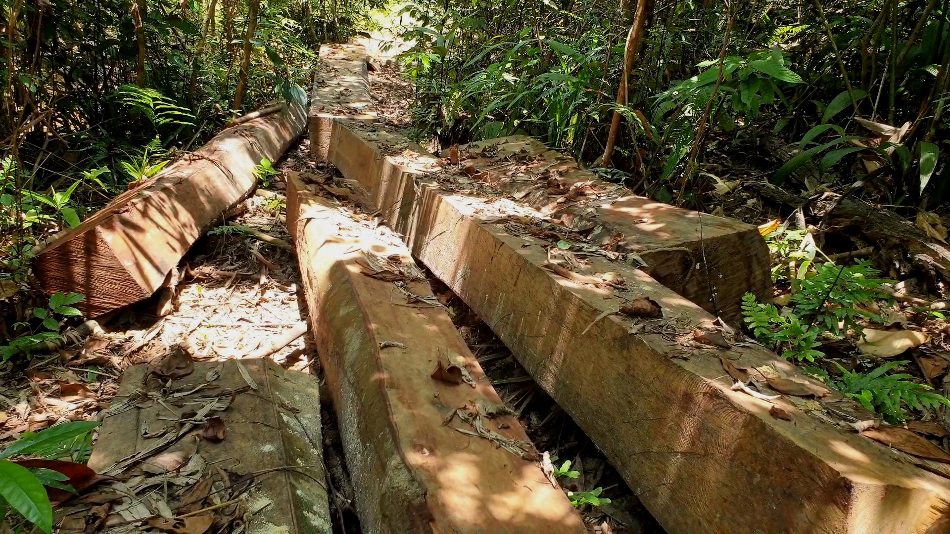 Quảng Trị: Lý do không đề xuất kỷ luật chủ rừng trong vụ hơn 100 cây rừng bị đốn hạ - Ảnh 3.