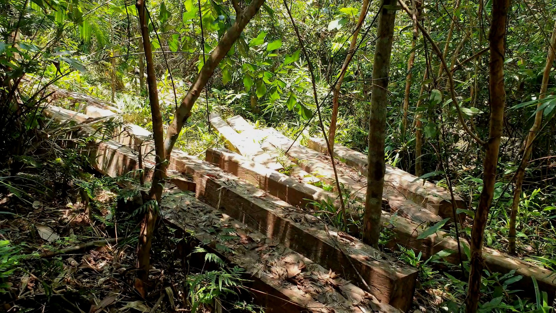 Quảng Trị: Lý do không đề xuất kỷ luật chủ rừng trong vụ hơn 100 cây rừng bị đốn hạ - Ảnh 2.