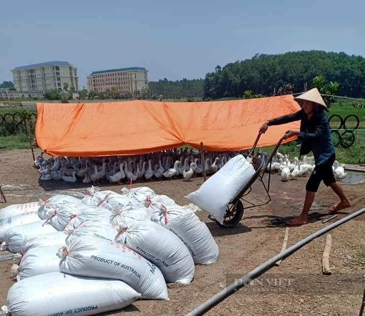 Giá gia cầm hôm nay 9/8: Cập nhật giá gà, vịt mới nhất, giá vịt thịt một số nơi tăng nhẹ - Ảnh 1.