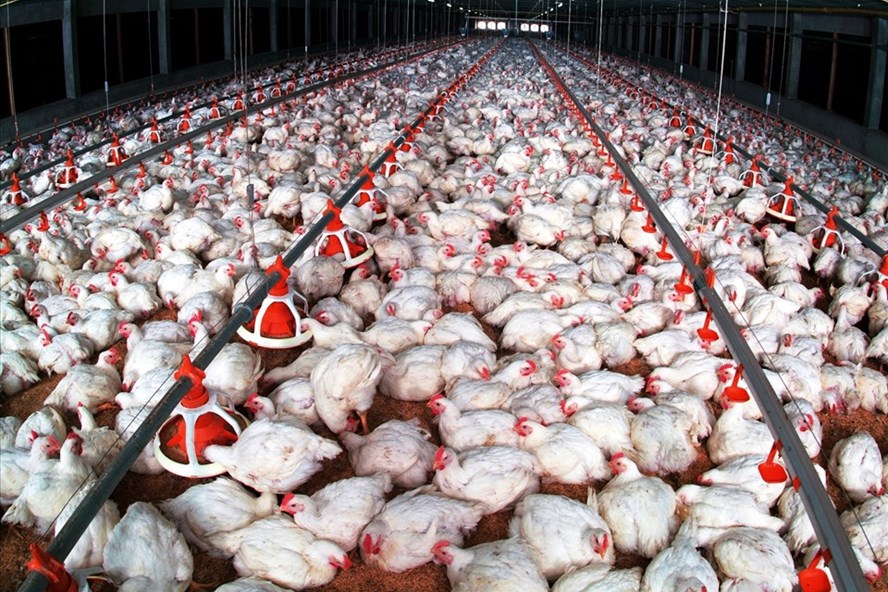 Còn 9,3 triệu con gà lông trắng phải nuôi &quot;báo cô&quot; trong chuồng, nông dân ngại tái đàn, lo thiếu gà Tết - Ảnh 1.