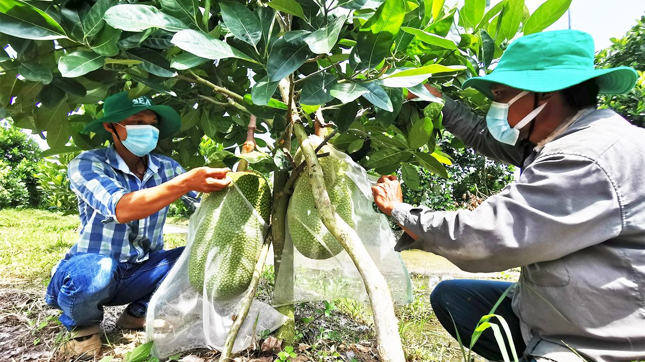 Giá mít Thái hôm nay 9/8: Nhiều vựa mít mới khai trương, nông dân tập trung chăm sóc vườn để có nhiều trái to bán - Ảnh 1.