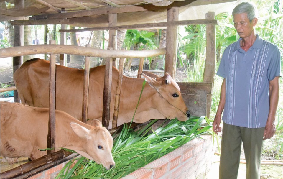 Trà Vinh: Vì sao 657 ha đất đang trồng mía dân lại chuyển sang trồng cỏ, trồng cỏ nhiều thế để làm gì? - Ảnh 1.