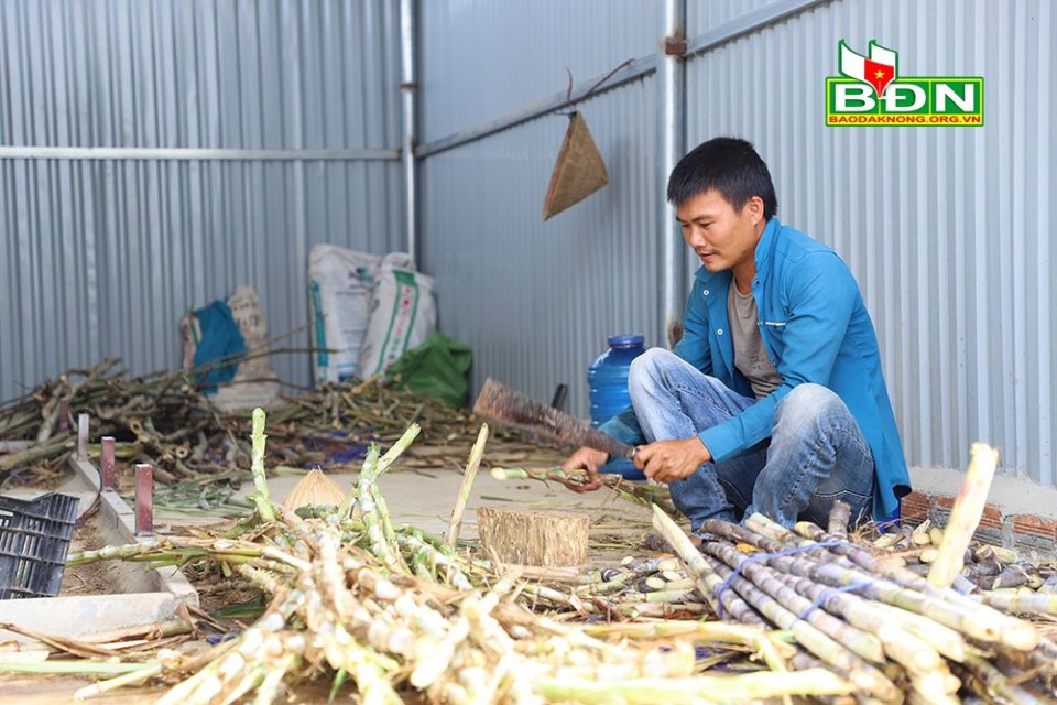 Đắk Nông: Nuôi loài thú đặc sản, xách đuôi lên trông như con chuột, chỉ ăn không uống, bán đắt tiền - Ảnh 3.