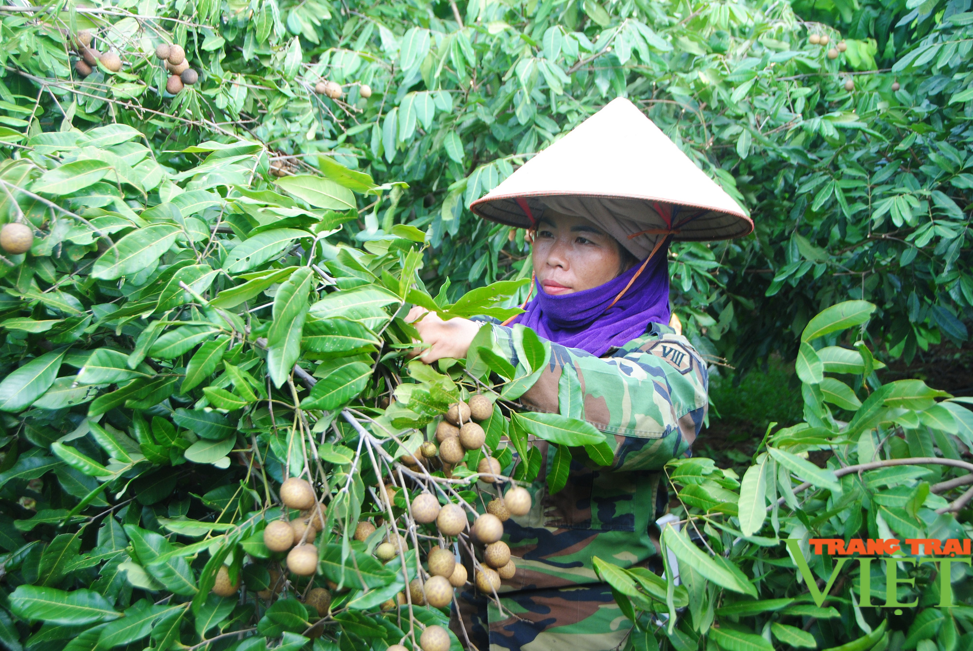 Nông dân Cò Nòi thi đua sản xuất, kinh doanh giỏi - Ảnh 1.