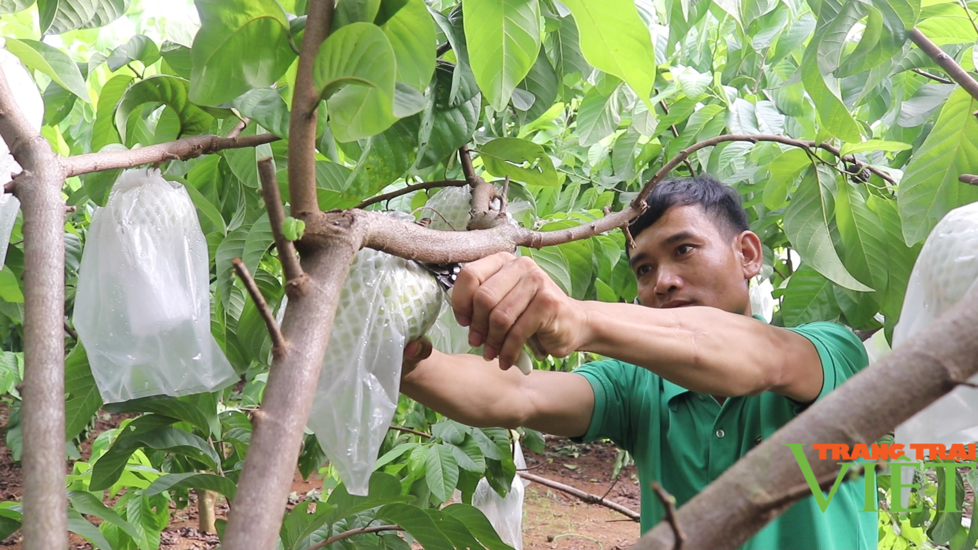 Nông dân Cò Nòi thi đua sản xuất, kinh doanh giỏi - Ảnh 2.