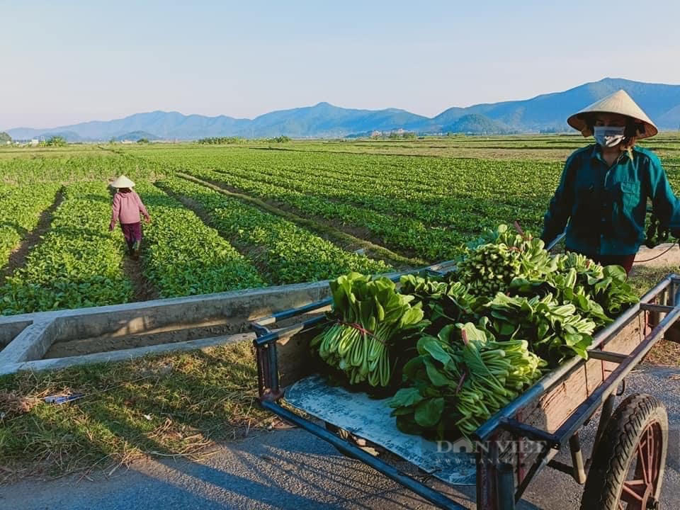 Nghệ An: Hàng nghìn tấn rau đang “nằm ruộng” chờ đầu ra... - Ảnh 1.