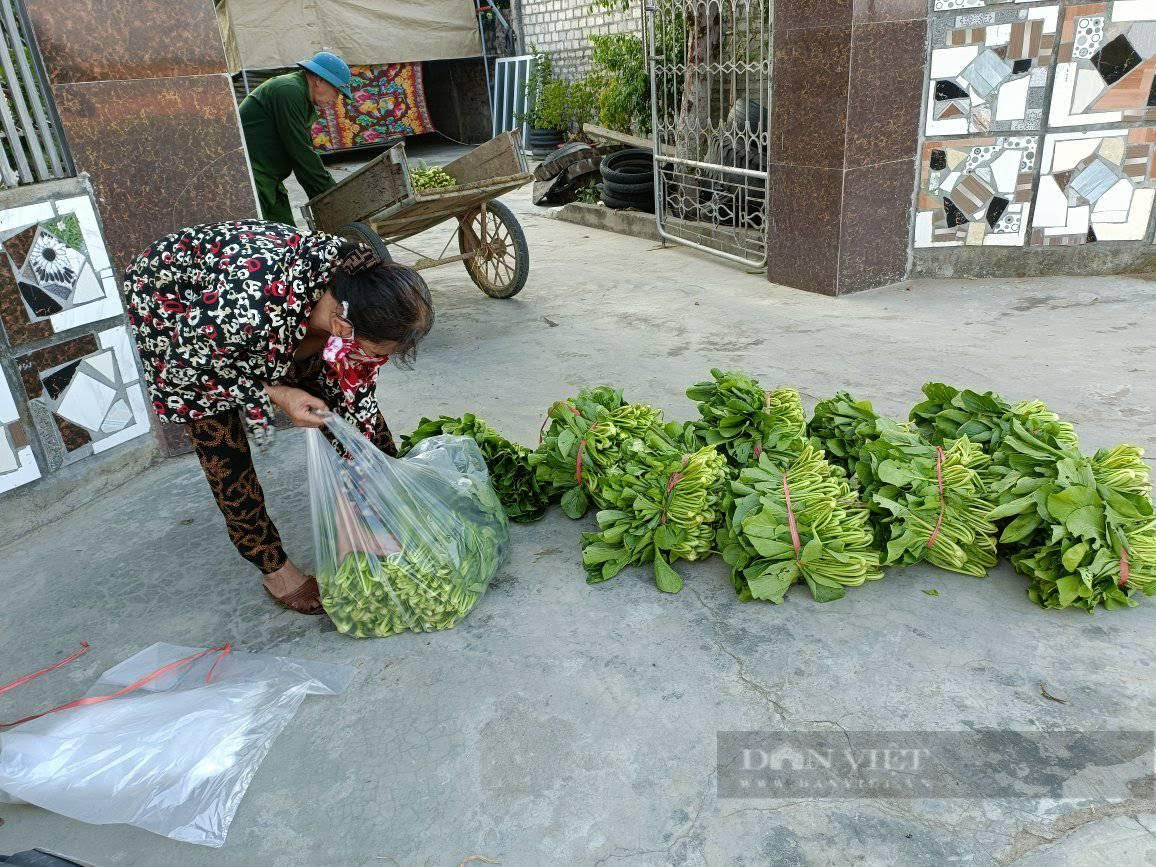 Nghệ An: Hàng nghìn tấn rau đang “nằm ruộng” chờ đầu ra... - Ảnh 8.