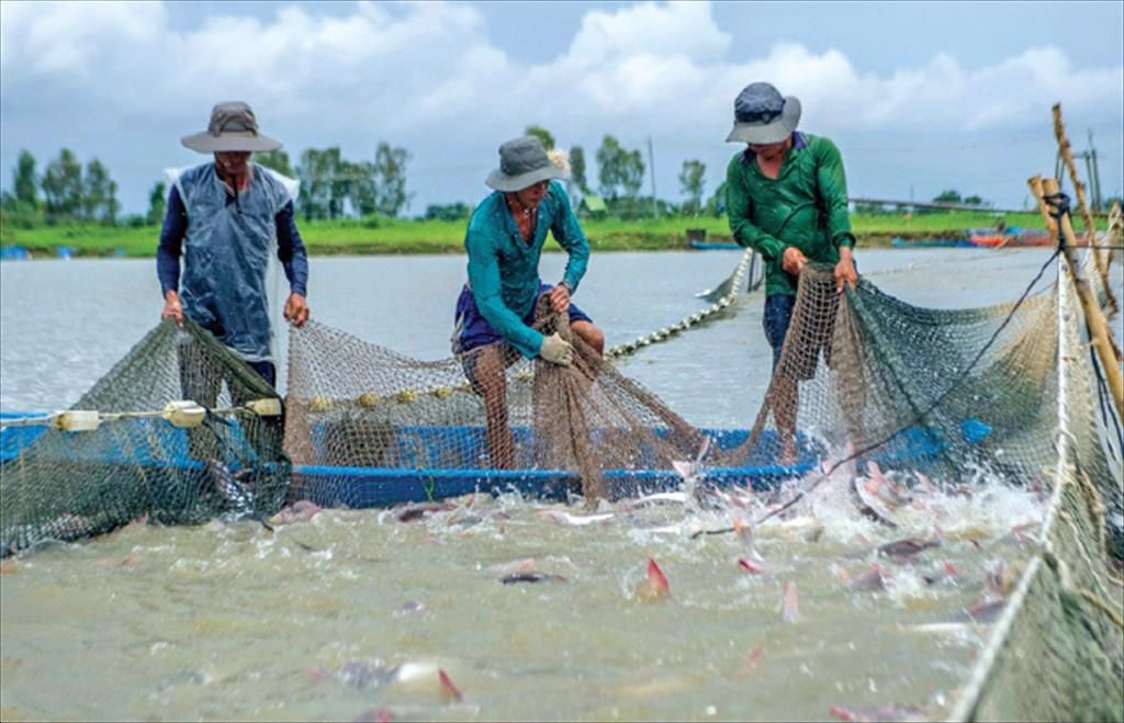 Tìm kiếm giải pháp xử lý ô nhiễm môi trường ao nuôi cá tra tại Đồng Tháp - Ảnh 1.