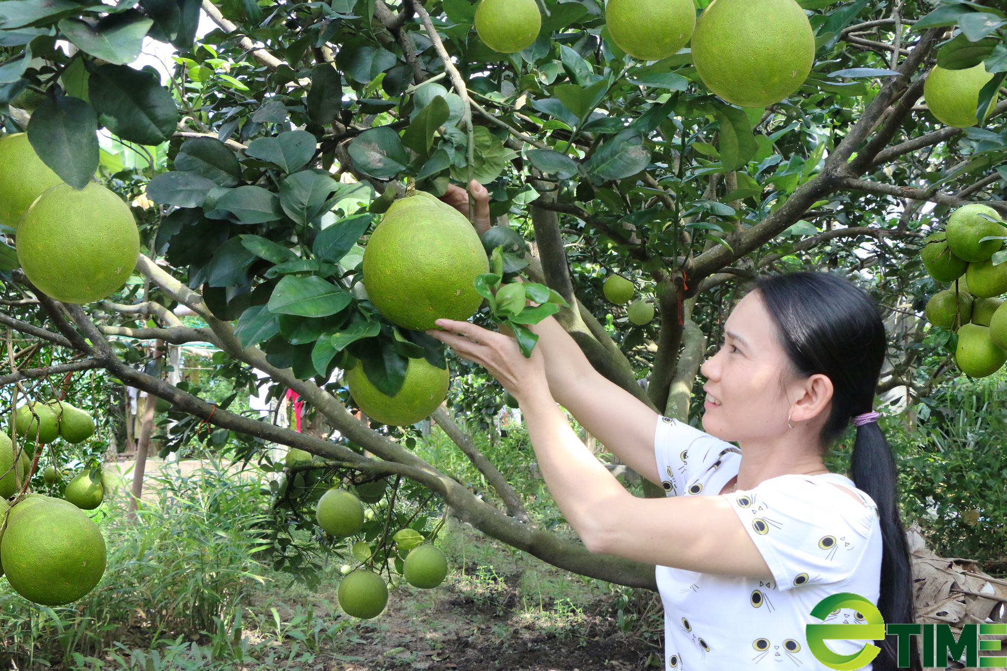 Quảng Ngãi: Bưởi da xanh được mùa, giá ổn định nông dân phấn khởi - Ảnh 1. Quảng Ngãi: Bưởi da xanh được mùa, giá ổn định nông dân phấn khởi - Ảnh 1.