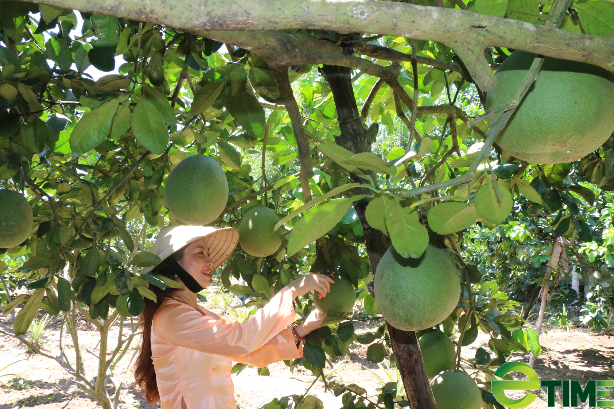 Quảng Ngãi: Bưởi da xanh được mùa, giá ổn định nông dân phấn khởi - Ảnh 3.