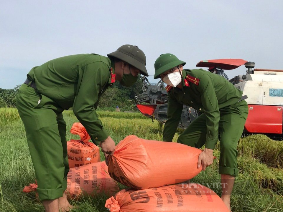 Thanh Hóa: 40 chiến sỹ Công an huyện Như Thanh gặt lúa giúp dân vùng giãn cách chạy bão Conson - Ảnh 6.