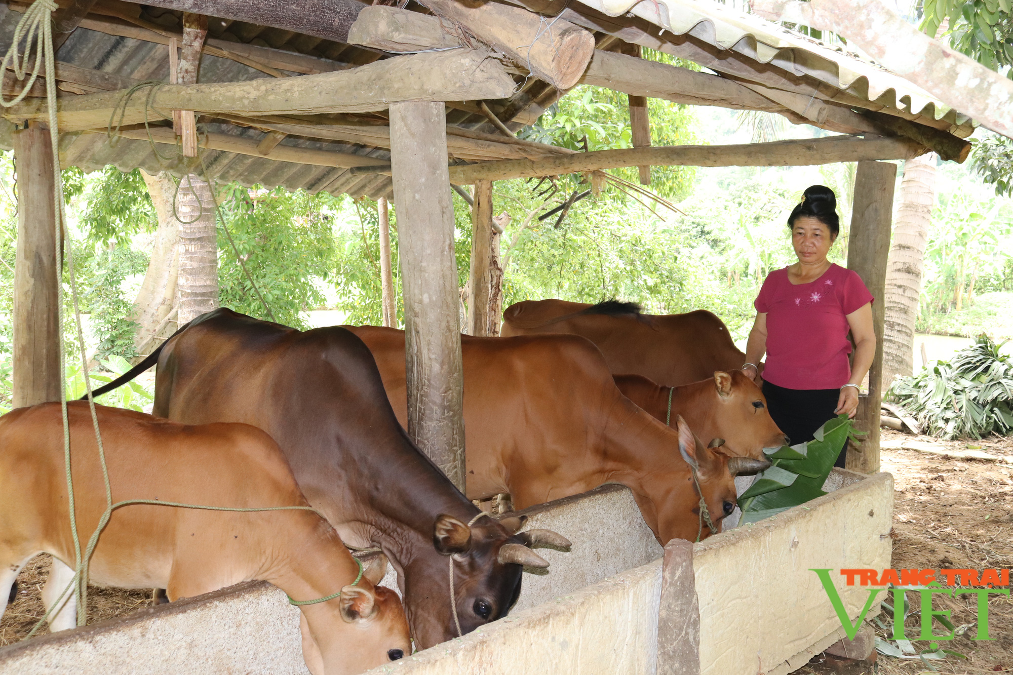 Hội Nông dân xã Mường Bú đồng hành cùng hội viên phát triển kinh tế - Ảnh 4.