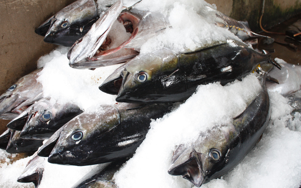 Xuất khẩu cá ngừ Thái Lan sụt giảm vì cước vận chuyển tăng vọt