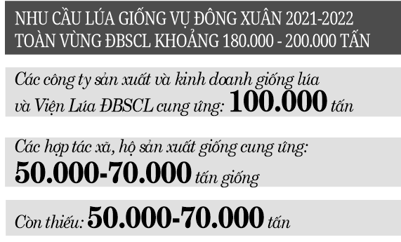 Các tỉnh đồng bằng sông Cửu Long: Nguy cơ thiếu lúa giống xác nhận cho vụ đông xuân  - Ảnh 2.