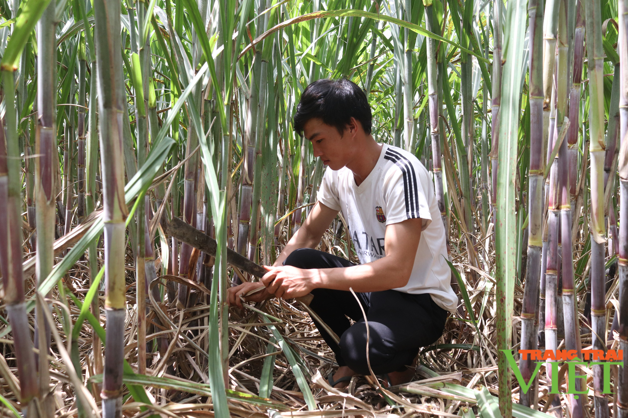 Nông dân Cò Nòi giàu lên nhờ trồng cây mía ngọt - Ảnh 2.