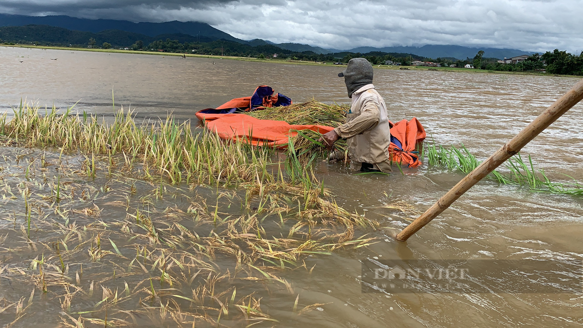 Đắk Lắk: Người dân lội nước cứu lúa   - Ảnh 1.