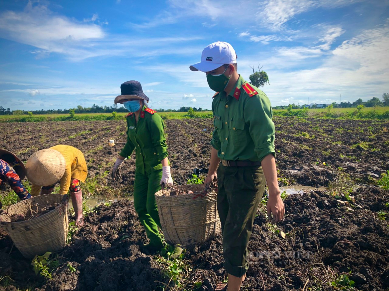 Công an huyện Giồng Riềng giúp nông dân tiêu thụ gần 180 tấn khoai lang - Ảnh 4.