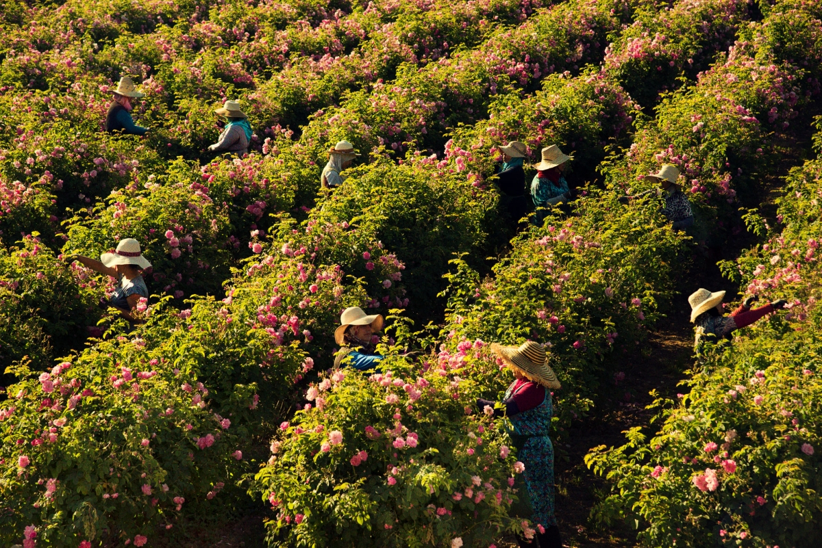 Kỳ công trồng thứ hoa làm nguyên liệu làm nên nước hoa lừng danh thế giới Chanel No.5 - Ảnh 3.