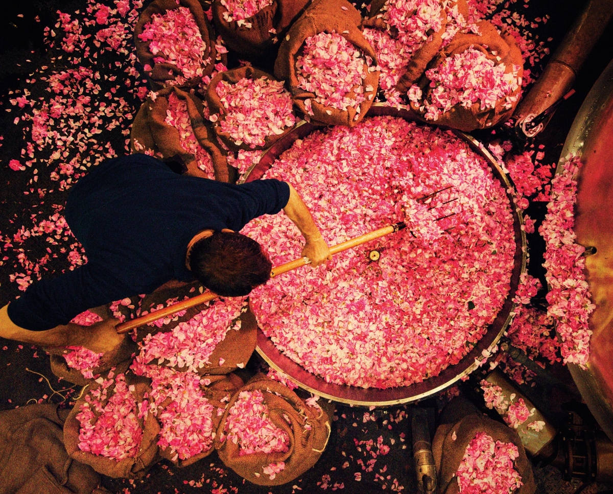 Kỳ công trồng thứ hoa làm nguyên liệu làm nên nước hoa lừng danh thế giới Chanel No.5 - Ảnh 6.