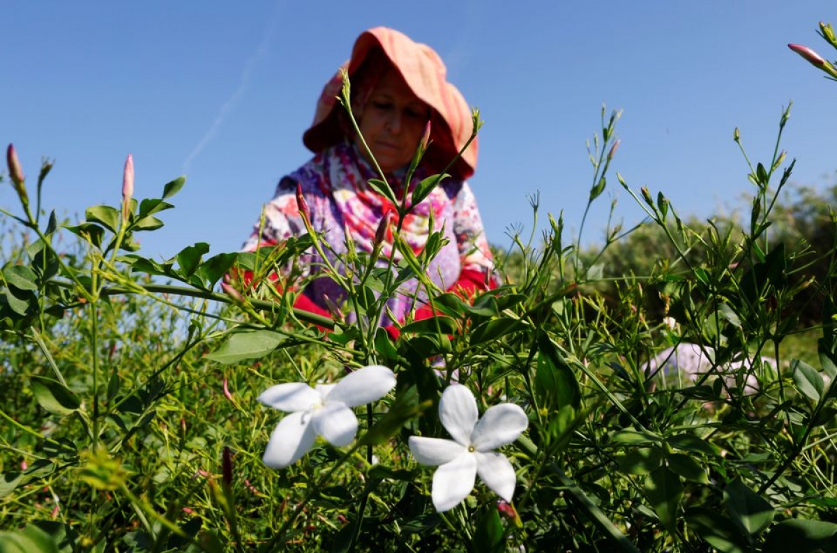 Kỳ công trồng thứ hoa làm nguyên liệu làm nên nước hoa lừng danh thế giới Chanel No.5 - Ảnh 15.