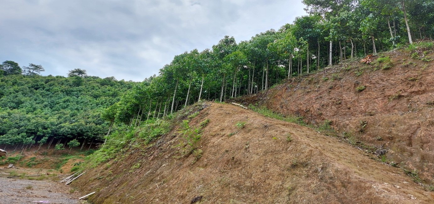 Lào Cai: Trồng thứ cây thân to như cột nhà, bóc vỏ thơm khắp rừng, nông dân bán sang 9 nước - Ảnh 1.