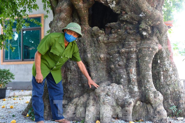 Cây thị lạ ở Hà Tĩnh: Thân cây mục rỗng nhưng gốc vẫn tươi tốt lạ thường, cho cả tạ quả - Ảnh 6.