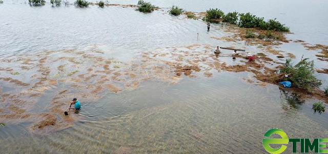 Quảng Ngãi: Rau, lúa, hoa màu ngã ngập trong mưa bão số 5 người dân mất tiền trăm tỷ  - Ảnh 4.