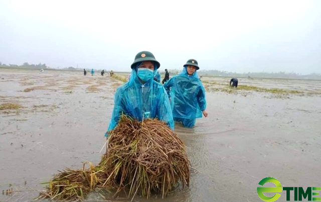 Quảng Ngãi: Rau, lúa, hoa màu ngã ngập trong mưa bão số 5 người dân mất tiền trăm tỷ  - Ảnh 5.