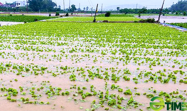 Quảng Ngãi: Rau, lúa, hoa màu ngã ngập trong mưa bão số 5 người dân mất tiền trăm tỷ  - Ảnh 6.