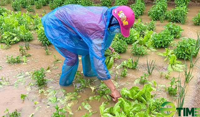 Quảng Ngãi: Rau, lúa, hoa màu ngã ngập trong mưa bão số 5 người dân mất tiền trăm tỷ  - Ảnh 7.
