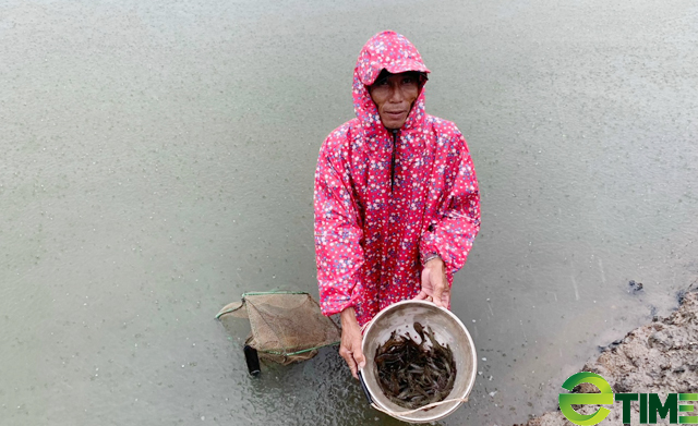 Quảng Ngãi: Rau, lúa, hoa màu ngã ngập trong mưa bão số 5 người dân mất tiền trăm tỷ  - Ảnh 9.