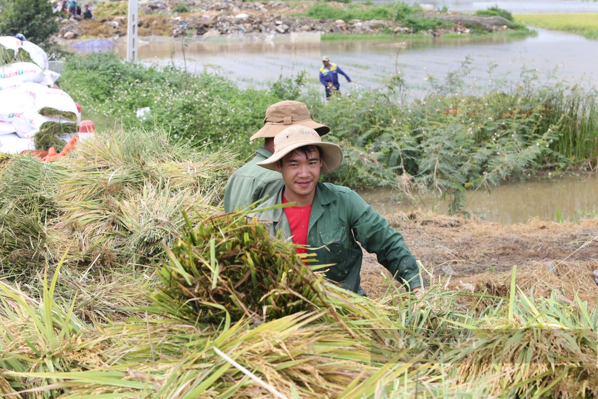Đắk Lắk: Ảnh hưởng bão số 5, người dân thiệt hại 230ha lúa - Ảnh 2.