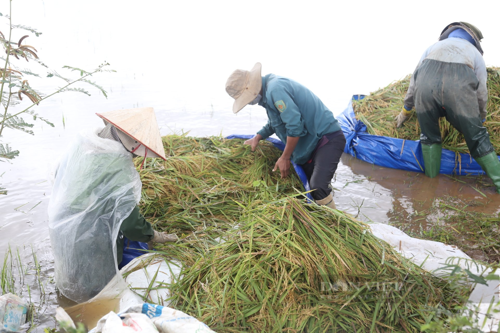 Đắk Lắk: Ảnh hưởng bão số 5, người dân thiệt hại 230ha lúa - Ảnh 3.