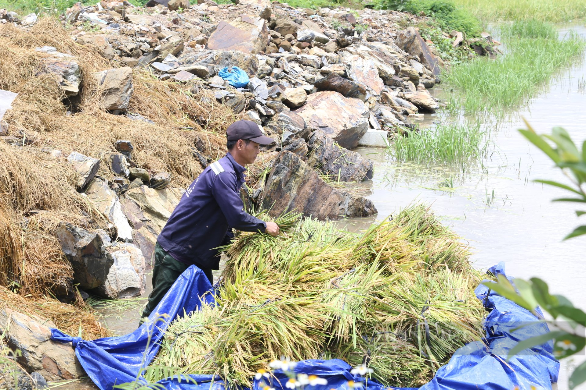 Đắk Lắk: Ảnh hưởng bão số 5, người dân thiệt hại 230ha lúa - Ảnh 4.