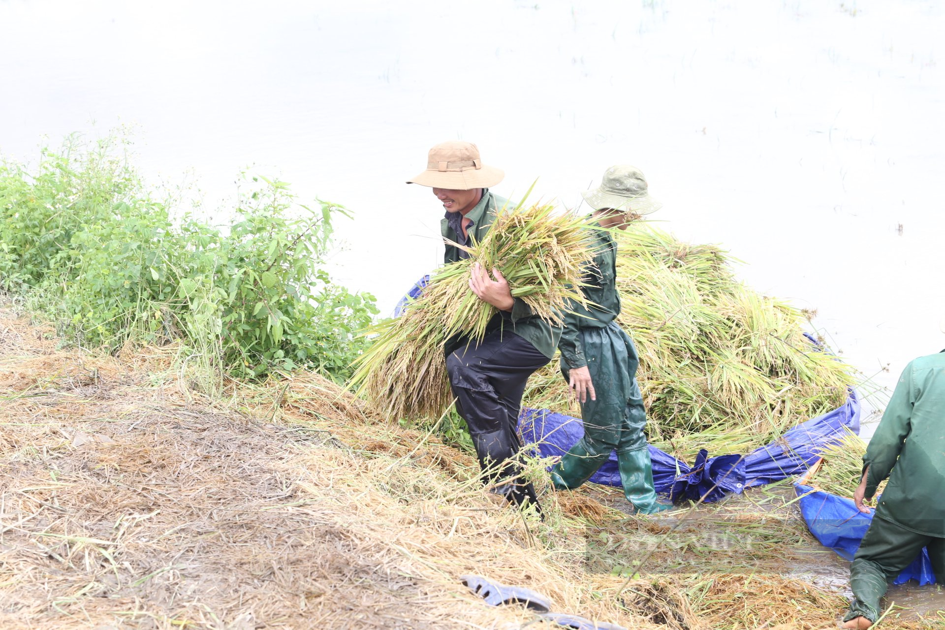 Đắk Lắk: Ảnh hưởng bão số 5, người dân thiệt hại 230ha lúa - Ảnh 5.