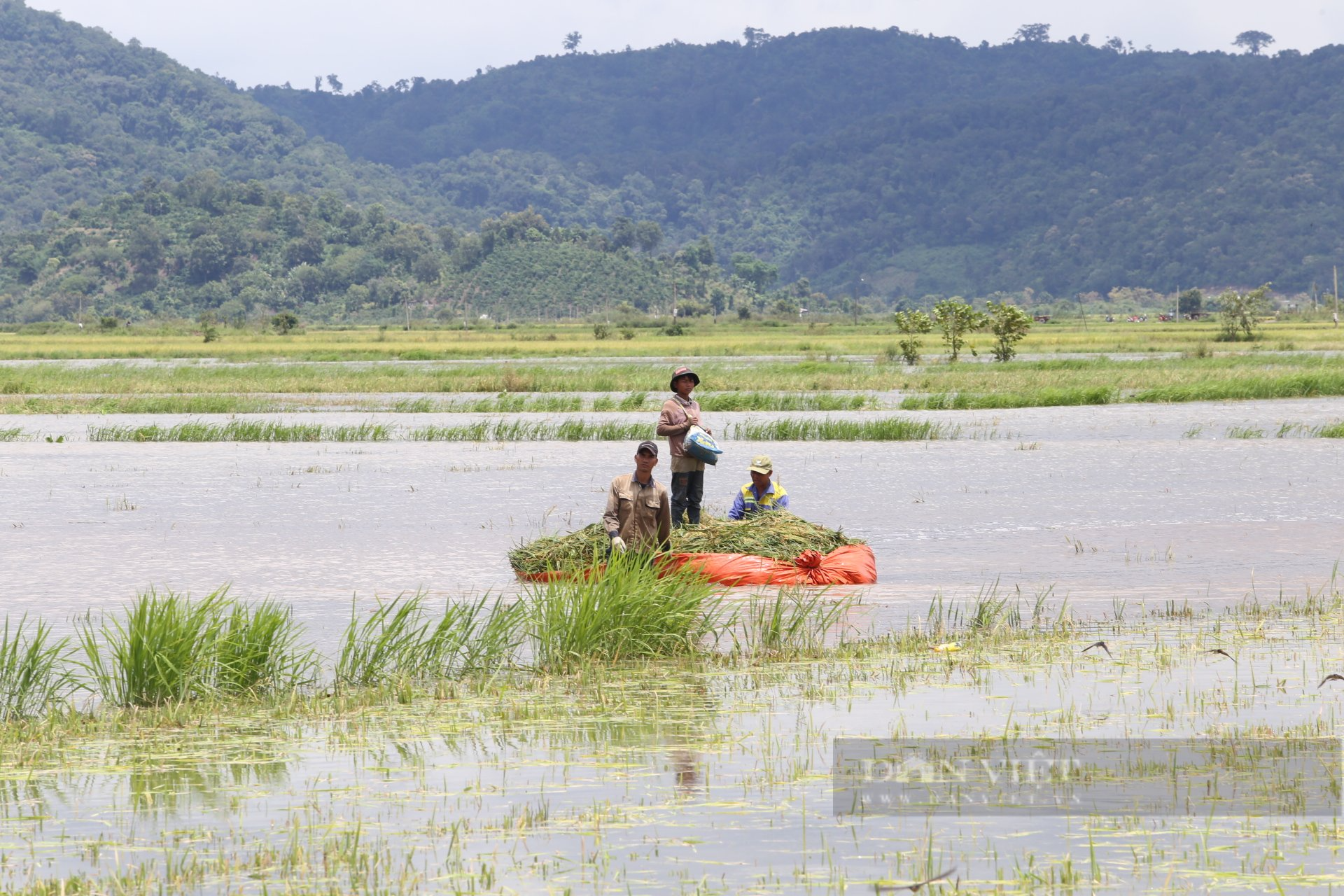 Đắk Lắk: Ảnh hưởng bão số 5, người dân thiệt hại 230ha lúa - Ảnh 6.