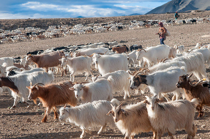 Ấn Độ: Trải nghiệm bất ngờ với khách du lịch phiêu lưu tới vùng đất lạ - sa mạc lạnh Ladakh - Ảnh 7.