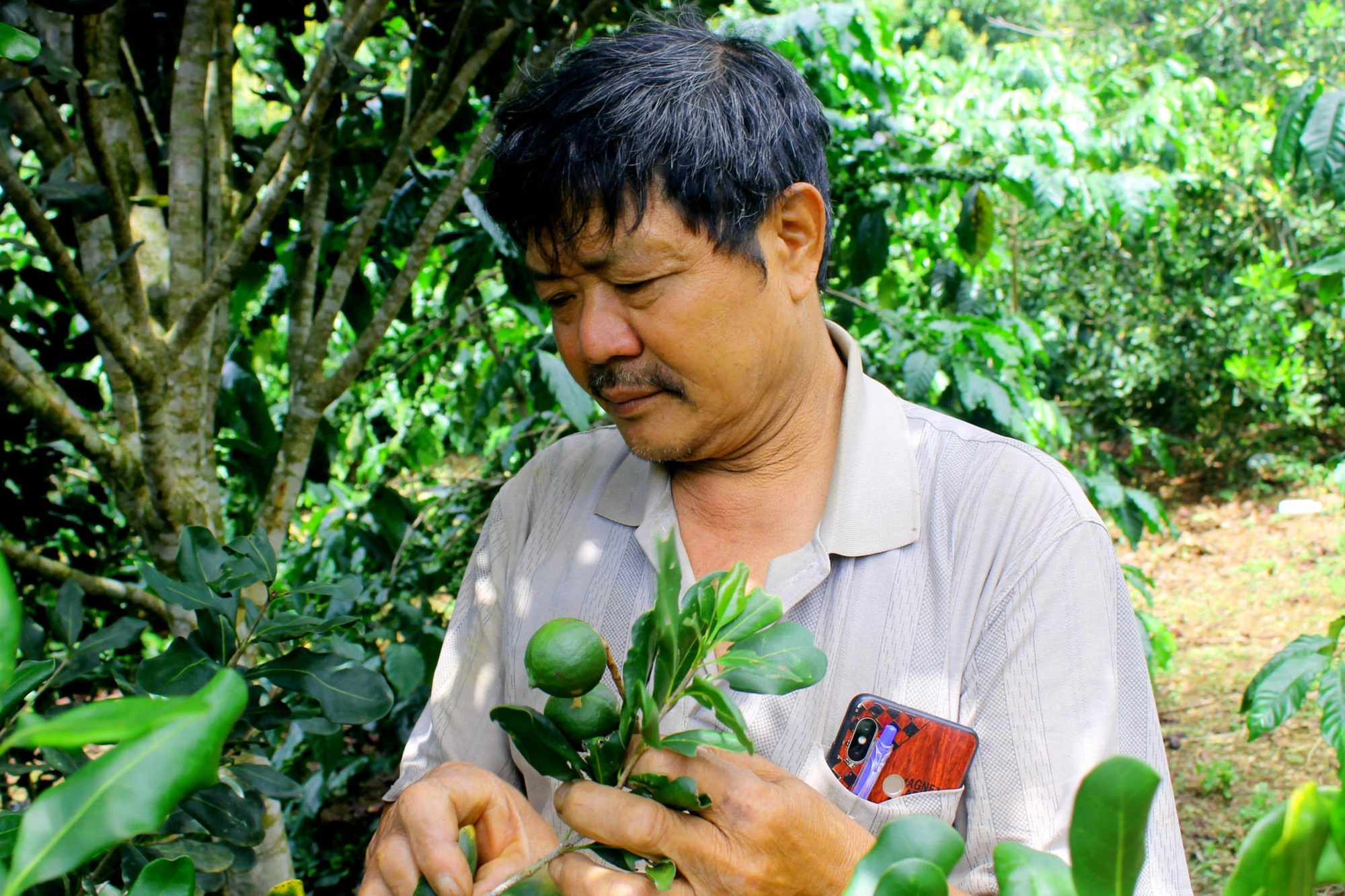 Chỉ là loại cây xen canh mà mỗi năm nông dân vùng cao thu hàng trăm triệu đồng từ loại cây này - Ảnh 1.