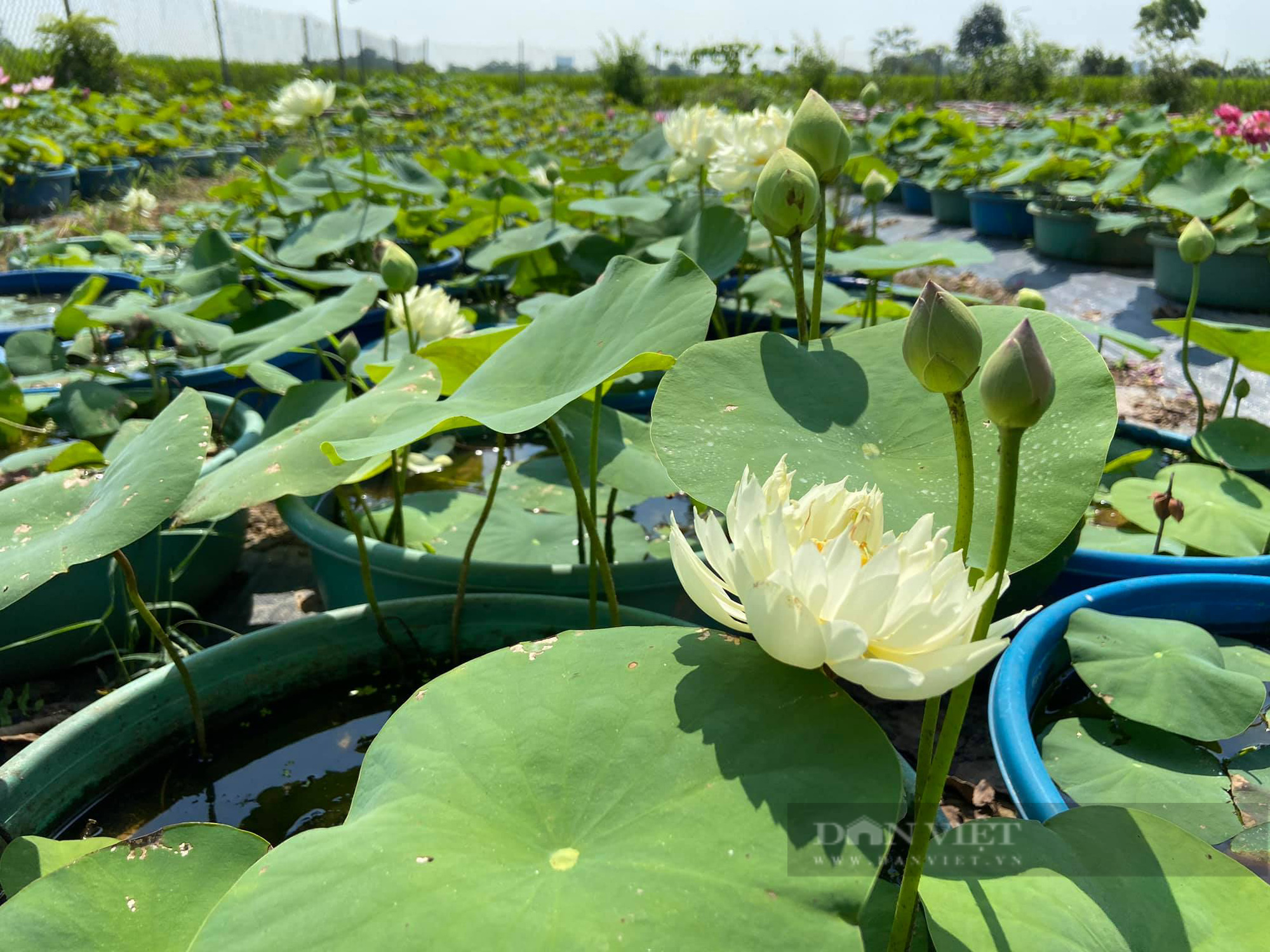 Hà Nam: Trồng hoa súng, hoa sen cảnh - Ảnh 3.